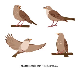 Set Nightingale birds in different poses isolated white background  Collection nightingales icons vector illustration 