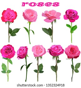  set of nine beautiful pink roses on stems isolated on white background