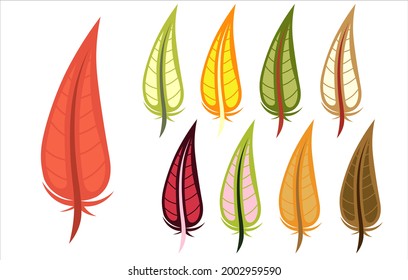 Set of nine bird's feathers