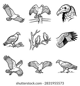 A set of nine black and white line drawings depicting vultures in different actions and close-ups of their features.