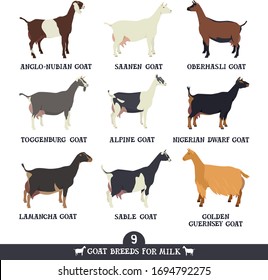 Set of nine breeds of domestic goats Flat vector illustrations Isolated objects Cattle breeding and stock raising set