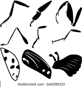 A set of nine different insect parts. Paws and chitin of insects. Vector illustration.
