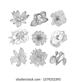 Set of nine different vector flowers. Linear hand drawn lotus, orchid, mallow, peony, chamomile, poppy, lily, chrysanthemum, iris