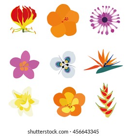 Set of nine exotic flowers containing: Flame Lily, Orange Hibiscus, African Daisy, Plumeria, Moraea villosa, Bird of Paradise, Vanilla, Tropical Rhododendron, Heliconia Wagneriana.
