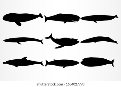 A set of nine icons for various dolphins and whales. Vector illustration.