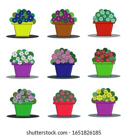 Set of nine varieties of violets in flower pots