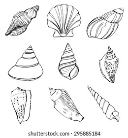 Set of nine vector hand drawn linear seashells isolated on white background