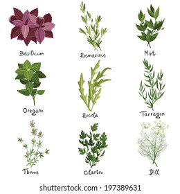 Set of nine vector herbs. Herbs set. Vector illustration 