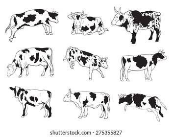 set of nine vector icons cows shown in various poses