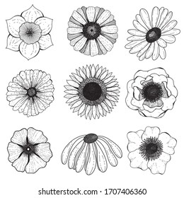 Set of Nine Vector Line Art Flowers