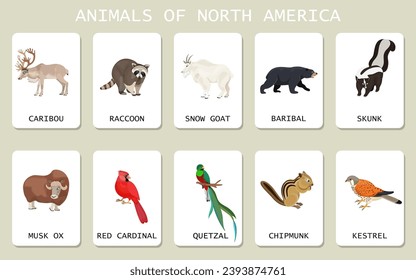 Set of North America animals. Collection of snow goat, caribou, raccoon, chipmunk, skunk, musk ox, black bear, quetzal, kestrel. Concept of wild creature of Canada and USA forest. Vector illustration