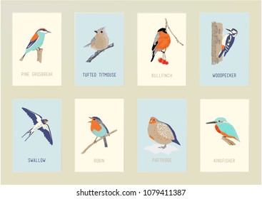 Set of north birds. Stock vector.