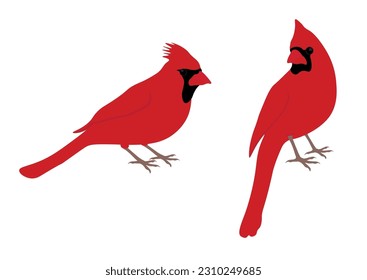 Set of Northern cardinal bird. Cardinalis cardinalis isolated on white background. Redbird, common red cardinal. Vector illustration.