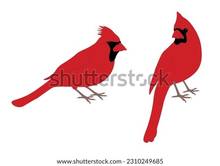 Set of Northern cardinal bird. Cardinalis cardinalis isolated on white background. Redbird, common red cardinal. Vector illustration.