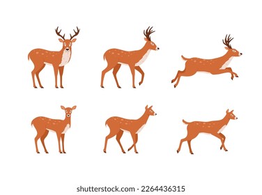 Set of northern deer animal in different poses with long horns, flat vector illustration isolated on white background. Deers male and female characters set.