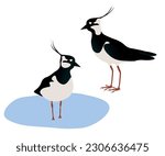 Set of  Northern lapwing (Vanellus vanellus). Peewit, pewit, tuit, tewit is standing in the water and on the ground. Green plover,  pyewipe  isolated on white background. Vector illustration.