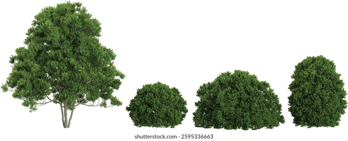 set of Northern plants on transparent background