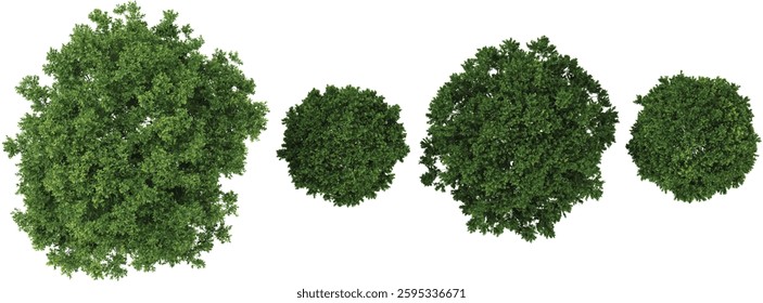set of Northern plants on transparent background from the top view