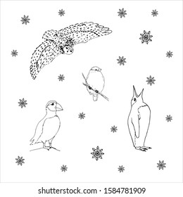 Set of northern winter birds: owl, bullfinch, puffin, penguin. Black outline on white background. Picture can be used in greeting cards, posters, flyers, banners, logo, further design etc. Vector