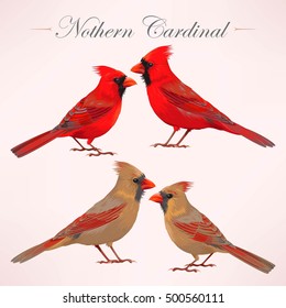 Set of nothern cardinals