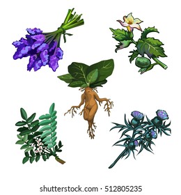 Set of noxious plants isolated on white background. Ingredients for magical potions. Common yew (Taxus baccata), Mandrake root, Thornapple (Datura stramonium), Milk Thistle (Silybum marianum). Vector
