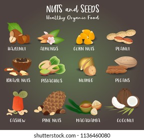 Set of Nut food grains and seeds. Coconut, almonds, hazelnut, peanut, corn-nuts, Nutmeg, macadamia, cashew, Pine-nuts, brazil-nuts pecans pistachios Illustration in flat style