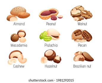 Set of nut icons, whole and cracked nuts, hulled and raw kernels. Labels and stickers, packaging design. Vector illustration in cartoon style, groups of objects, isolated on white