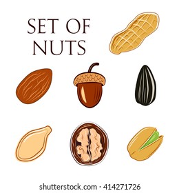 Set of Nuts. Acorn, almond, walnut, sunflower seed, pistachio, pumpkin seed, peanut. Food vector illustration.