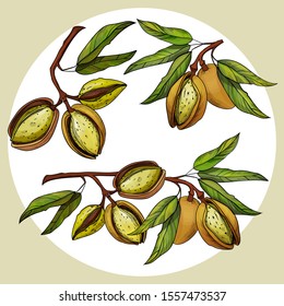 Set of nuts, almonds. Vector color illustration. watercolor style with graphics.