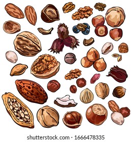Set of nuts: cocoa beans, nutmegs, walnuts, coconuts, peanuts, hazelnuts, almonds. Collection of colorful isolated vector stock illustrations for cooking and menu. 