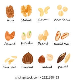 set of nuts collection. pecan, walnut, cashew, almond, peanut, pine nut, chestnut, hazelnut, macadamia, brazil nut, pili nut. Protein sources based plant. Cooking ingredients.
