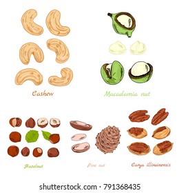 Set of nuts color hand-draw illustration from different sizes