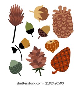 set with nuts, cones and acorns. hand drawn flat vector illustration