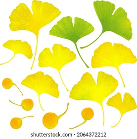 A set of nuts and ginkgo leaves that turn from green to yellow in the fall. Botanical illustration of a vector with warercolor texture. Autumn decorative elments on transparent background.