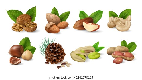 Set of Nuts with Green Leaves. Nuts and seeds collection. Realistic design vector illustration