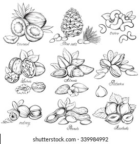 Set of nuts. Hand drawn sketches vector illustration on white background in vintage style.