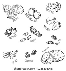 Set of nuts. Isolated objects on a white background. Vector cartoon illustrations. Hand-drawn style.