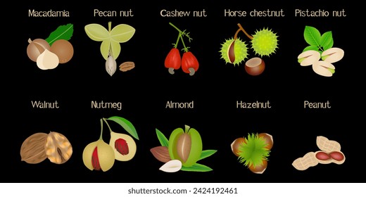 Set of nuts with names on a black background.
