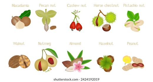 Set of nuts with names on a white background.