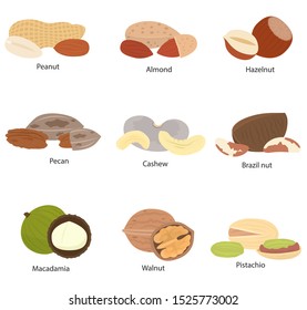 Set of nuts with names, peanut, almond, hazelnut, pecan, cashew, brazil nut, macadamia, walnut, pistachio. isolated vector illustration