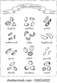 Set of nuts on a dark background. Sketches. Hand-drawing. Vector illustration of for design menus, recipes and packages product. Vector Illustration.