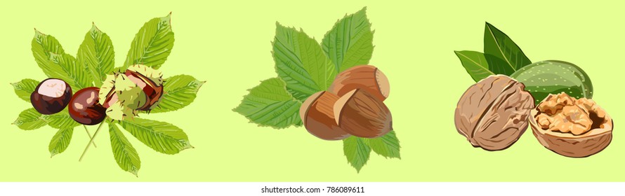 set with nuts on a light yellow background chestnut, hazelnut and walnut