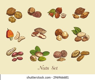 Drawing Peanuts Nuts Edible Seeds Tree Stock Vector (Royalty Free ...