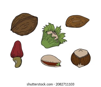 Set of nuts, pistachios hazelnut walnut almonds, hand contour drawing, doodling, colored. Isolated, white background. Vector illustration