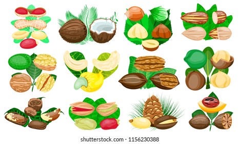Set of nuts poster,in shell,half,whole,cut, peeled: nutmeg,macadamia,cashew,pistachio,almond,hazelnut,pecan,peanut,coconut,walnut,brazilian,cedar,pine nut. Flat cartoon vector illustration on black. 