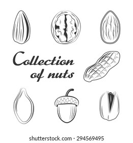 a set of nuts. The pumpkin seed, hazelnut, walnut, almond, sunflower seed, acorn, peanut and pistachio.