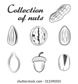 a set of nuts. The pumpkin seed, hazelnut, walnut, almond, sunflower seed, acorn, peanut and pistachio.