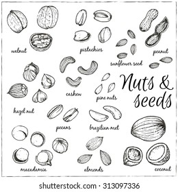 Set of nuts and seeds drawings. Sketches. Hand-drawing. Vector illustration of for design menus, recipes and packages product. Vector Illustration.