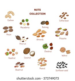 Set of nuts and seeds. Hand drawn vector illustration