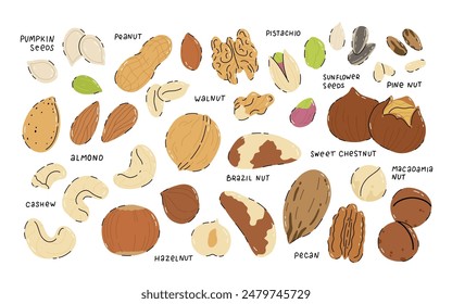 Set of nuts and seeds on white background. Pecan, Brazil nut, almond, hazelnut, pistachio, walnut, cashew, peanut, sunflower and pumpkin seeds. Healthy eating